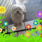 Pupy